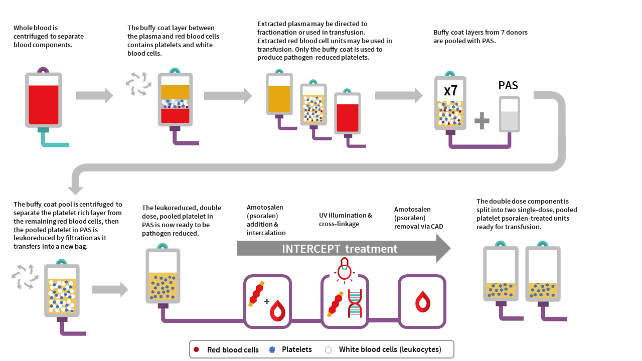 An infographic displaying the complete Pooled platelets psoralen-treated (PPPT) manufacturing at Canadian Blood Services. It includes drawings of blood donation bags depicting the various stages from whole blood donation to transfusion. There are arrows connecting the text and illustrations to showcase the steps. The text within the infographic says: “Whole blood is centrifuged to separate blood components. The buffy coat layer between the plasma and red blood cells contains platelets and white blood cells.
