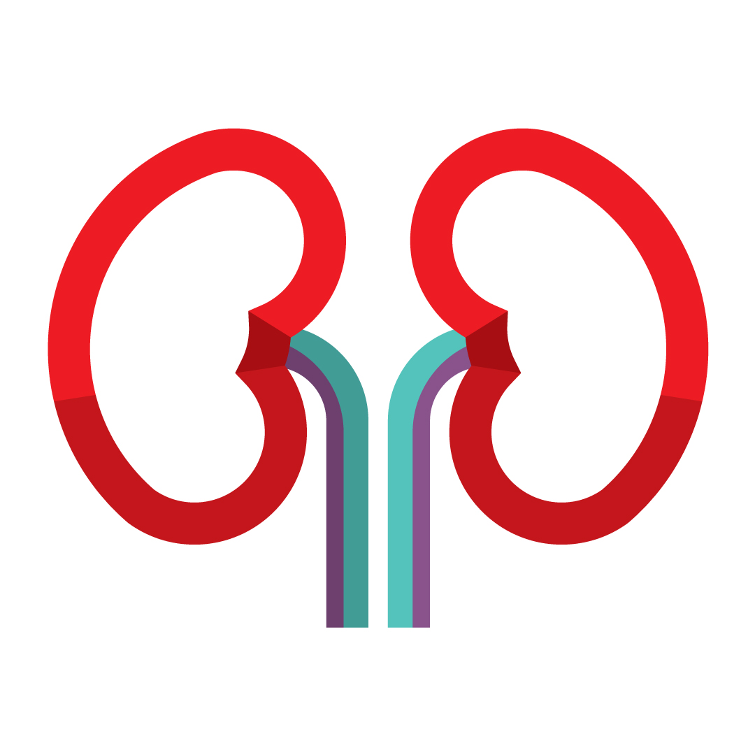 Line drawing of kidneys