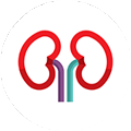 Kidney icon