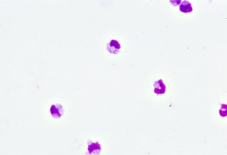 Hematological staining of cells in a monocyte monolayer assay performed using optimal conditions.  