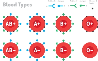 Blood Types Many people know about the ABO blood groups (blood types A, B, AB and O). But in reality, that’s just a really small subset of the groups of antigens that we have on our red blood cells. There are about 35 different red blood cell group families and over