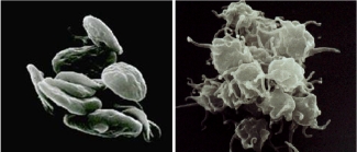 Resting platelets (left) and activated platelets (right)