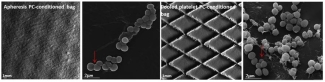 Bacterial attachment was confirmed in both bag types coated with PCs. Red arrows point at a single S. epidermidis bacterium.